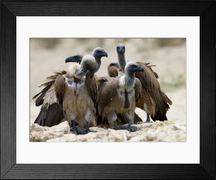Framed Print : White-Backed Vulture - group congregating at waterhole. Kgalagadi Transfrontier Park - Northern Cape - South Africa Framed Print : White-Backed Vulture - group congregating at waterhole. Kgalagadi Transfrontier Park - Northern Cape - South Africa