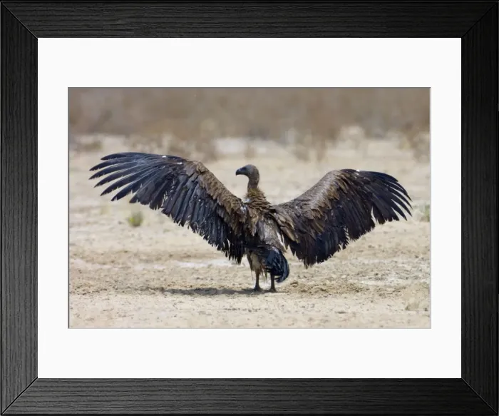 Framed Print : White-Backed Vulture - drying wings after bathing. Kgalagadi Transfrontier Park - Northern Cape - South Africa Framed Print : White-Backed Vulture - drying wings after bathing. Kgalagadi Transfrontier Park - Northern Cape - South Africa