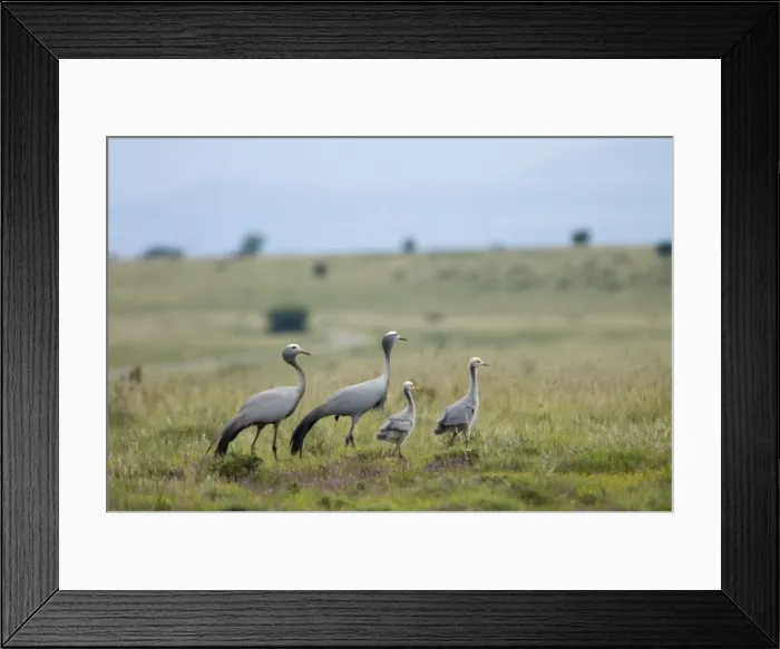 Framed Print : Blue Cranes with half-grown chicks. Endemic and vulnerable; world's most range-restricted crane. Inhabits vleis, grassland, karoo scrub and agricultural lands Framed Print : Blue Cranes with half-grown chicks. Endemic and vulnerable; world's most range-restricted crane. Inhabits vleis, grassland, karoo scrub and agricultural lands