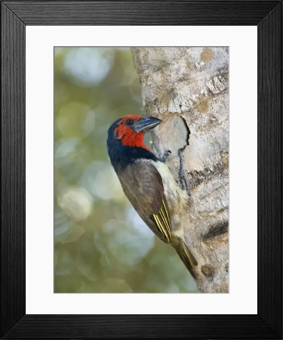 Framed Print : Black-collared Barbet attending nest in nesting box made from sisal stem. Sings synchronised duets. Frugivorous, also taking insects. Inhabits woodland, riparian and coastal dune forests Framed Print : Black-collared Barbet attending nest in nesting box made from sisal stem. Sings synchronised duets. Frugivorous, also taking insects. Inhabits woodland, riparian and coastal dune forests