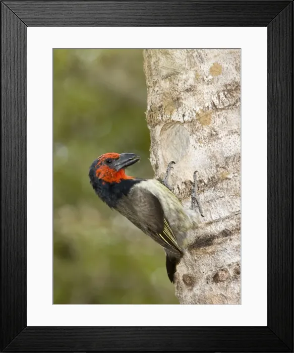 Framed Print : Black-collared Barbet attending nest in nesting box made from sisal stem. Sings synchronised duets. Frugivorous, also taking insects. Inhabits woodland, riparian and coastal dune forests Framed Print : Black-collared Barbet attending nest in nesting box made from sisal stem. Sings synchronised duets. Frugivorous, also taking insects. Inhabits woodland, riparian and coastal dune forests