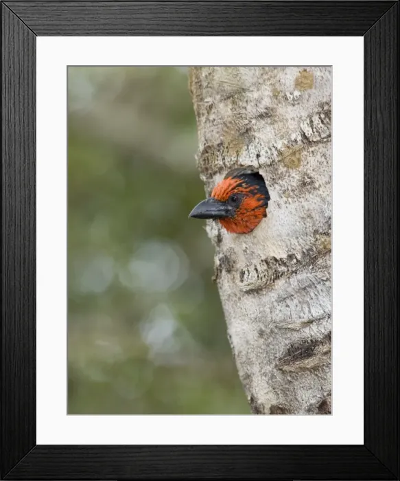 Framed Print : Black-collared Barbet at entrance to nest in nesting box made from sisal stem. Sings synchronised duets. Frugivorous, also taking insects. Inhabits woodland, riparian and coastal dune forests Framed Print : Black-collared Barbet at entrance to nest in nesting box made from sisal stem. Sings synchronised duets. Frugivorous, also taking insects. Inhabits woodland, riparian and coastal dune forests
