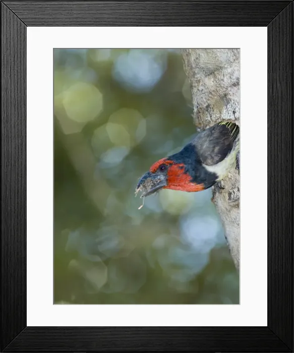 Framed Print : Black-collared Barbet removing debris from nest in nesting box made from sisal stem. Sings synchronised duets. Frugivorous, also taking insects. Inhabits woodland, riparian and coastal dune forests Framed Print : Black-collared Barbet removing debris from nest in nesting box made from sisal stem. Sings synchronised duets. Frugivorous, also taking insects. Inhabits woodland, riparian and coastal dune forests