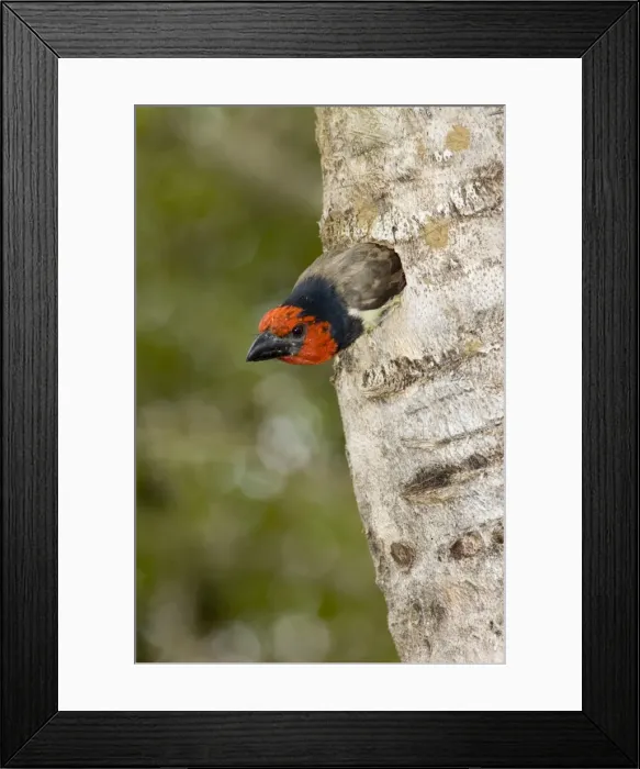 Framed Print : Black-collared Barbet emerging from nest in nesting box made from sisal stem. Sings synchronised duets. Frugivorous, also taking insects. Inhabits woodland, riparian and coastal dune forests Framed Print : Black-collared Barbet emerging from nest in nesting box made from sisal stem. Sings synchronised duets. Frugivorous, also taking insects. Inhabits woodland, riparian and coastal dune forests