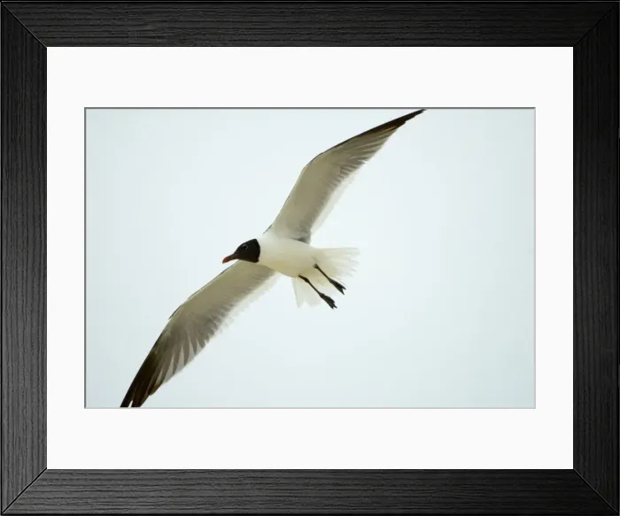 Framed Print : Laughing Gull in flight, adult plumage. Opportunistic scavenger. Common along coasts of USA and adjoining islands. Grand Bahama, Bahamas Framed Print : Laughing Gull in flight, adult plumage. Opportunistic scavenger. Common along coasts of USA and adjoining islands. Grand Bahama, Bahamas