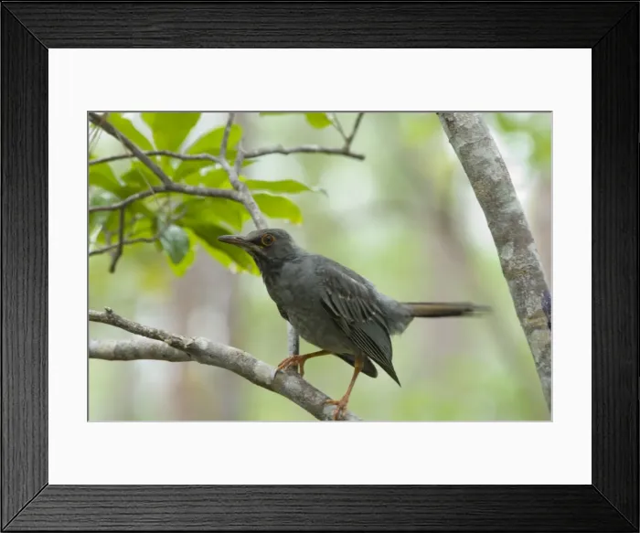 Framed Print : Red-legged Thrush. Rand Nature Centre, Grand Bahama Island, Bahamas Framed Print : Red-legged Thrush. Rand Nature Centre, Grand Bahama Island, Bahamas