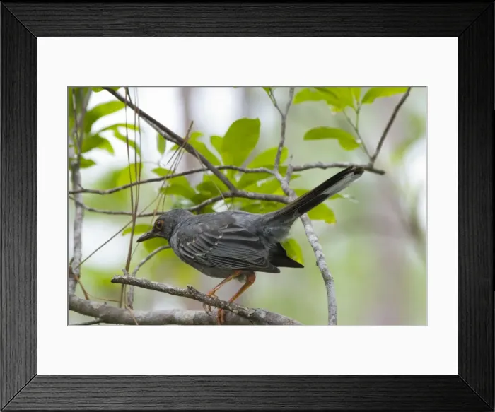 Framed Print : Red-legged Thrush. Rand Nature Centre, Grand Bahama Island, Bahamas Framed Print : Red-legged Thrush. Rand Nature Centre, Grand Bahama Island, Bahamas
