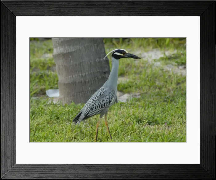 Framed Print : Yellow-crowned Night-Heron in breeding plumage. Searching for crabs in hotel grounds. Inhabits salt marshes, mangroves and swamps. Roosts in trees in wet woods, swamps and low coastal shrubs Framed Print : Yellow-crowned Night-Heron in breeding plumage. Searching for crabs in hotel grounds. Inhabits salt marshes, mangroves and swamps. Roosts in trees in wet woods, swamps and low coastal shrubs