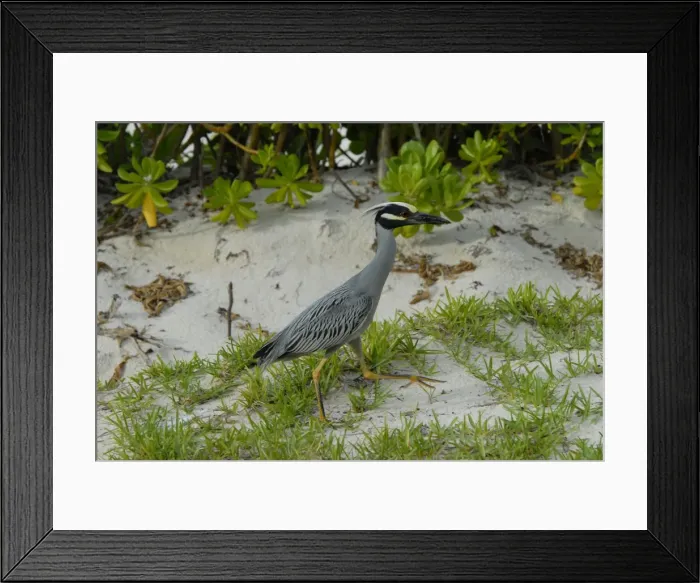 Framed Print : Yellow-crowned Night-Heron in breeding plumage. Searching for crabs in hotel grounds. Inhabits salt marshes, mangroves and swamps. Roosts in trees in wet woods, swamps and low coastal shrubs Framed Print : Yellow-crowned Night-Heron in breeding plumage. Searching for crabs in hotel grounds. Inhabits salt marshes, mangroves and swamps. Roosts in trees in wet woods, swamps and low coastal shrubs