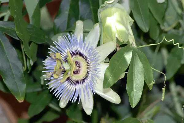 Blue Passion Flower  /  Blue Crown Passion Flower  /  Common Passion Flower. Native to South and Central America to southern USA; cultivated worldwide. Fruit eaten fresh or in drinks. Seed dispersal by birds and mammals that eat fruit