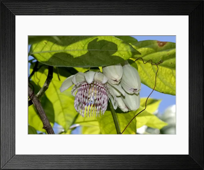 Framed Print : Passion flower. Fruits edible. Native to Bolivia and Brazil. Fort Lauderdale, Florida, USA Framed Print : Passion flower. Fruits edible. Native to Bolivia and Brazil. Fort Lauderdale, Florida, USA