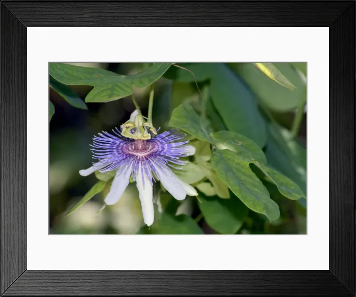 Framed Print : Passion flower. Endemic in western Ecuador and northern Peru. Occurs in dry coastal forest and low Andean forest. Fort Lauderdale, Florida, USA Framed Print : Passion flower. Endemic in western Ecuador and northern Peru. Occurs in dry coastal forest and low Andean forest. Fort Lauderdale, Florida, USA