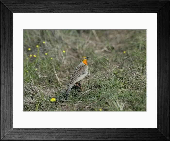 Framed Print : Cape / Orange-throated Longclaw - feeds mostly on insects, also some green seeds. Inhabits moist grassland from sea level to high mountain slopes; also short fynbos. Endemic in South Africa and Zimbabwe. Grahamstown, Eastern Cape, South Africa Framed Print : Cape / Orange-throated Longclaw - feeds mostly on insects, also some green seeds. Inhabits moist grassland from sea level to high mountain slopes; also short fynbos. Endemic in South Africa and Zimbabwe. Grahamstown, Eastern Cape, South Africa