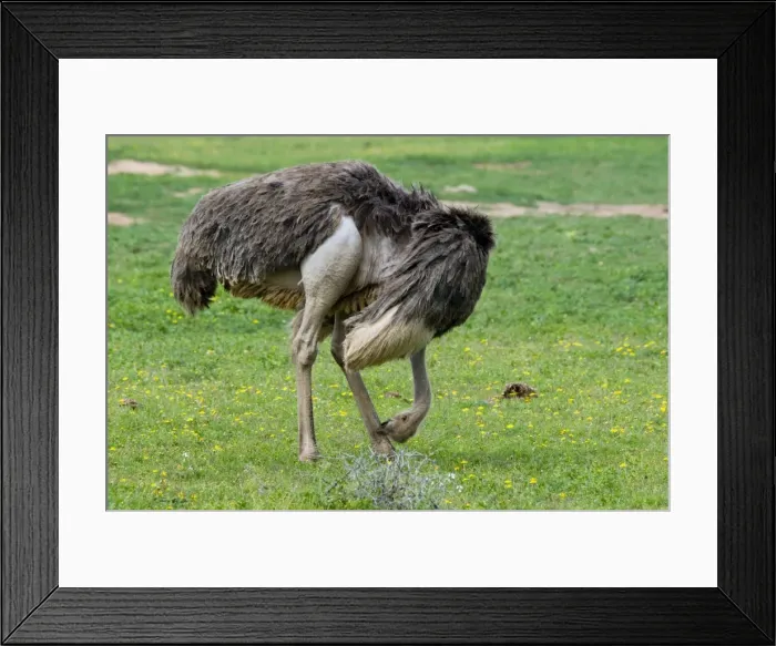 Framed Print : Ostrich - hen cleaning leg with beak. Addo Elephant National Park, Eastern Cape, South Africa Framed Print : Ostrich - hen cleaning leg with beak. Addo Elephant National Park, Eastern Cape, South Africa
