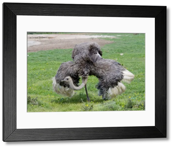 Framed Print : Ostrich - hen spreading wings in presence of male. World's largest bird. Addo Elephant National Park, Eastern Cape, South Africa Framed Print : Ostrich - hen spreading wings in presence of male. World's largest bird. Addo Elephant National Park, Eastern Cape, South Africa