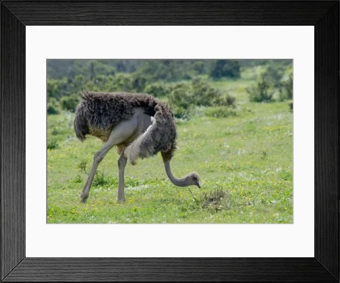 Framed Print : Ostrich - hen feeding. World's largest bird. Addo Elephant National Park, Eastern Cape, South Africa Framed Print : Ostrich - hen feeding. World's largest bird. Addo Elephant National Park, Eastern Cape, South Africa