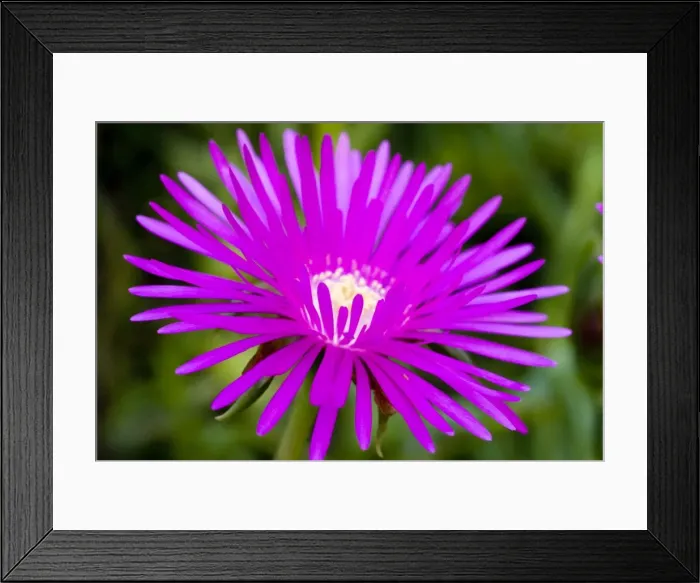 Framed Print : Shrubby Mesemb flower - close up. Commonly cultivated, especially as rockery plants; drought resistant. Flower in spring or early summer after good rains Framed Print : Shrubby Mesemb flower - close up. Commonly cultivated, especially as rockery plants; drought resistant. Flower in spring or early summer after good rains