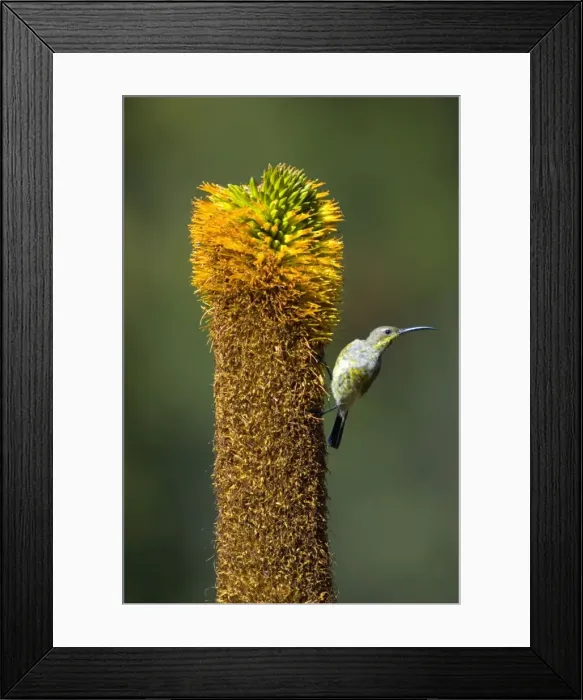 Framed Print : Amethyst  /  African Black Sunbird - Female visiting flower of Bruinaalwyn aloe (Aloe vryheidensis). Inhabits forest edge, woodland and savanna; also suburban gardens. Mountain Zebra National Park, Eastern Cape, South Africa