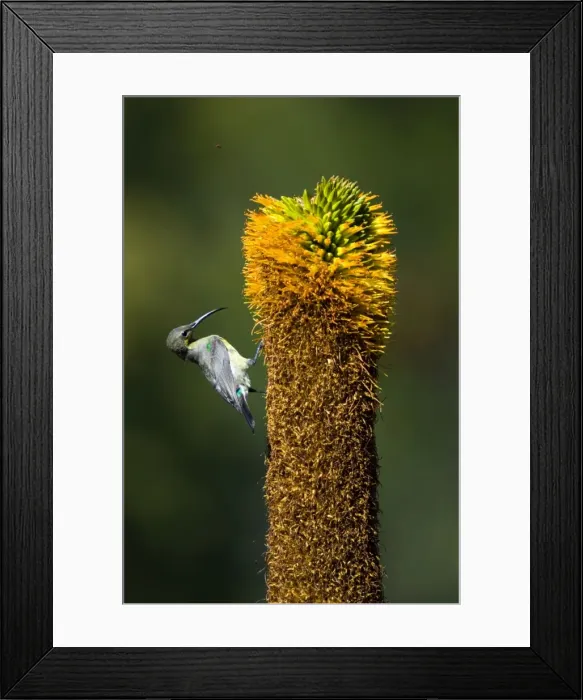 Framed Print : Female Amethyst (African Black) Sunbird visiting flower of Bruinaalwyn aloe (Aloe vryheidensis). Inhabits forest edge, woodland and savanna; also suburban gardens. Mountain Zebra National Park, Eastern Cape, South Africa Framed Print : Female Amethyst (African Black) Sunbird visiting flower of Bruinaalwyn aloe (Aloe vryheidensis). Inhabits forest edge, woodland and savanna; also suburban gardens. Mountain Zebra National Park, Eastern Cape, South Africa