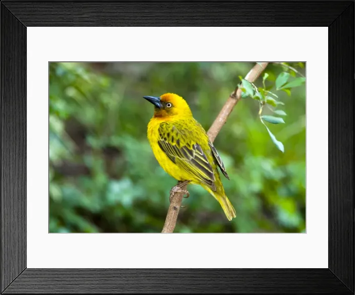 Framed Print : Male Cape Weaver on perch. Inhabits grassland and fynbos, especially along river courses. Communal nester. Grahamstown, Eastern Cape, South Africa Framed Print : Male Cape Weaver on perch. Inhabits grassland and fynbos, especially along river courses. Communal nester. Grahamstown, Eastern Cape, South Africa