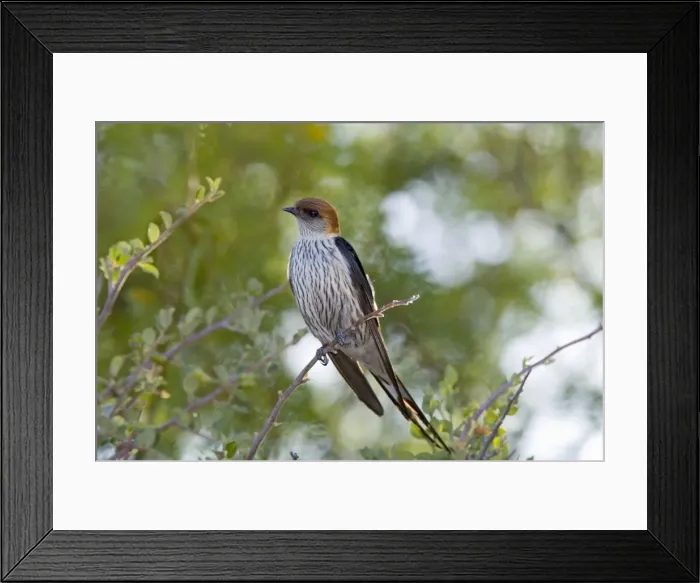 Framed Print : Greater Striped Swallow on perch. Inhabits grassland and vleis. Breeding endemic to southern Africa. Karoo National Park, Western Cape, South Africa Framed Print : Greater Striped Swallow on perch. Inhabits grassland and vleis. Breeding endemic to southern Africa. Karoo National Park, Western Cape, South Africa