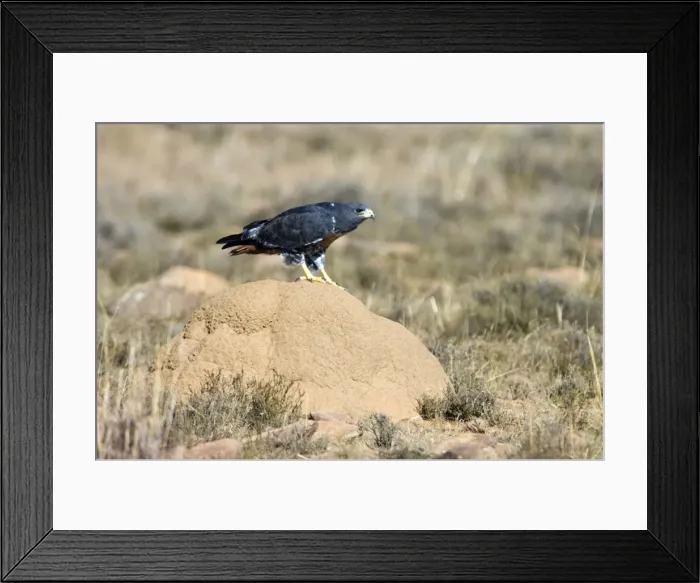 Framed Print : Jackal Buzzard using termite mound as viewpoint for hunting prey. Inhabits mountain ranges and adjacent grassland areas. Endemic to southern Africa. Mountain Zebra National Park, Eastern Cape, South Africa Framed Print : Jackal Buzzard using termite mound as viewpoint for hunting prey. Inhabits mountain ranges and adjacent grassland areas. Endemic to southern Africa. Mountain Zebra National Park, Eastern Cape, South Africa