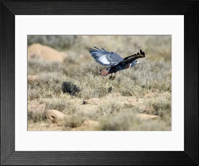 Framed Print : Jackal Buzzard flying low in pursuit of prey. Inhabits mountain ranges and adjacent grassland areas. Endemic to southern Africa. Mountain Zebra National Park, Eastern Cape, South Africa Framed Print : Jackal Buzzard flying low in pursuit of prey. Inhabits mountain ranges and adjacent grassland areas. Endemic to southern Africa. Mountain Zebra National Park, Eastern Cape, South Africa