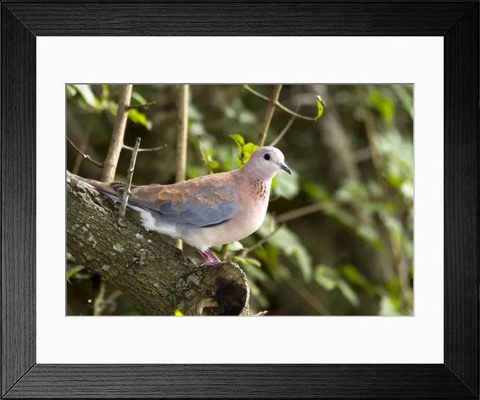 Framed Print : Laughing Dove on perch. The commonest South African dove, well adapted to gardens and cities. Inhabits diverse habitats, avoiding desert areas. Grahamstown, Eastern Cape, South Africa Framed Print : Laughing Dove on perch. The commonest South African dove, well adapted to gardens and cities. Inhabits diverse habitats, avoiding desert areas. Grahamstown, Eastern Cape, South Africa