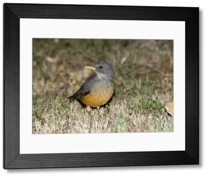 Framed Print : Olive Thrush. Inhabits montane and coastal forests and scrub; well adapted to surburban areas. Grahamstown, Eastern Cape, South Africa Framed Print : Olive Thrush. Inhabits montane and coastal forests and scrub; well adapted to surburban areas. Grahamstown, Eastern Cape, South Africa