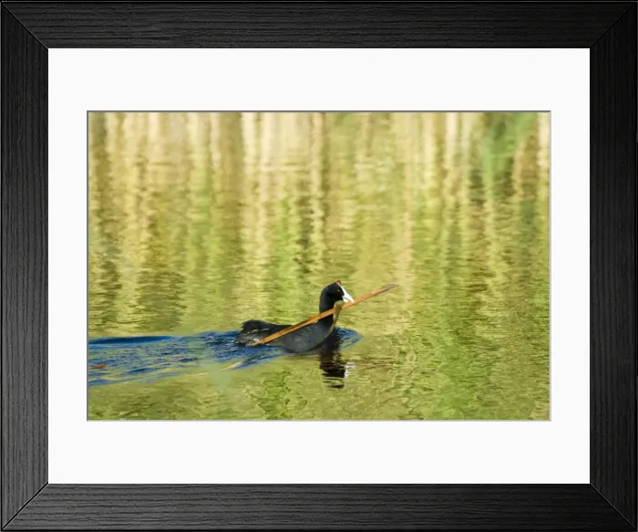 Framed Print : Male Red-knobbed Coot carrying nesting material. Inhabits dams, freshwater pans and lakes, avoiding fast flowing rivers. Karoo National Park, Western Cape, South Africa
