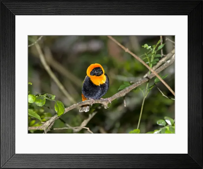 Framed Print : Male Southern Red Bishop in breeding plumage. Inhabits grassland and savanna associated with water; breeds in reed beds. Highly gregarious. Grahamstown, Eastern Cape, South Africa Framed Print : Male Southern Red Bishop in breeding plumage. Inhabits grassland and savanna associated with water; breeds in reed beds. Highly gregarious. Grahamstown, Eastern Cape, South Africa
