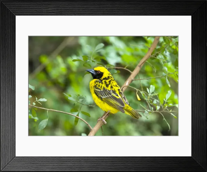 Framed Print : Male Village / Spotted-backed Weaver on perch. Inhabits savanna, breeding colonially in trees, often overhanging water. Congregates in large flocks in grassland when not breeding. Grahamstown, Eastern Cape, South Africa Framed Print : Male Village / Spotted-backed Weaver on perch. Inhabits savanna, breeding colonially in trees, often overhanging water. Congregates in large flocks in grassland when not breeding. Grahamstown, Eastern Cape, South Africa