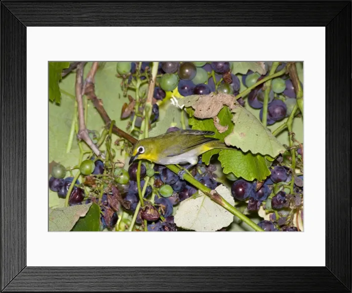 Framed Print : Cape White-eye visiting fruiting grape vine. Inhabits forests, savanna, woodland, exotic plantations and suburban gardens. Endemic to southern Africa. Grahamstown, Eastern Cape, South Africa