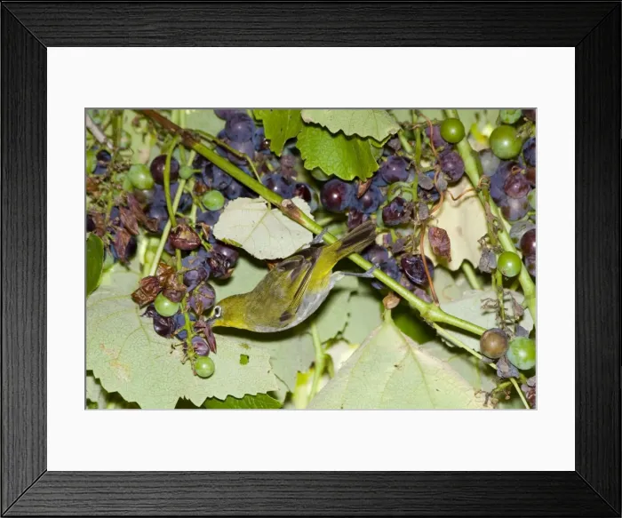 Framed Print : Cape White-eye feeding on grapes. Inhabits forests, savanna, woodland, exotic plantations and suburban gardens. Endemic to southern Africa. Grahamstown, Eastern Cape, South Africa Framed Print : Cape White-eye feeding on grapes. Inhabits forests, savanna, woodland, exotic plantations and suburban gardens. Endemic to southern Africa. Grahamstown, Eastern Cape, South Africa