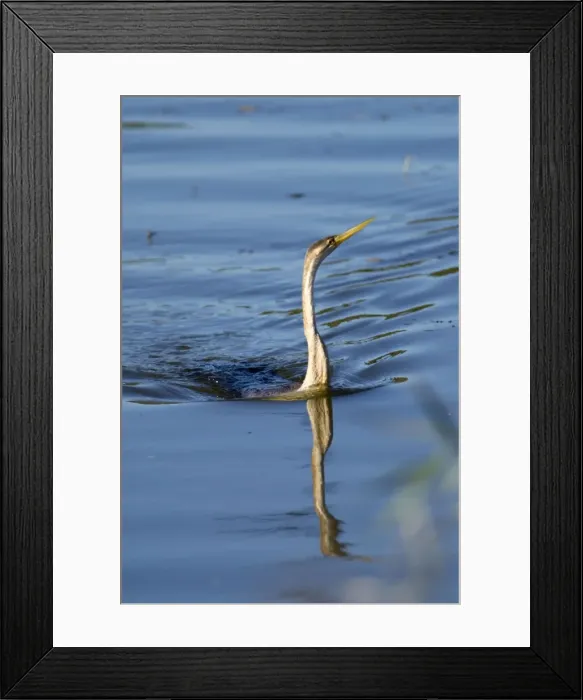 Framed Print : African Darter / Darter / Snakebird fishing in dam with body characteristically submerged. Andries Vosloo Kudu Reserve, nr. Grahamstown, Eastern Cape, South Africa Framed Print : African Darter / Darter / Snakebird fishing in dam with body characteristically submerged. Andries Vosloo Kudu Reserve, nr. Grahamstown, Eastern Cape, South Africa