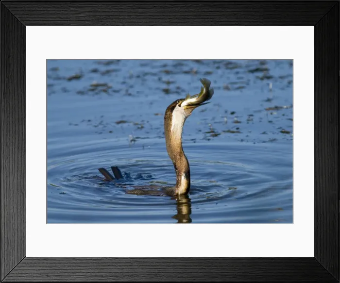 Framed Print : African Darter / Darter / Snakebird swallowing recently caught tilapia fish; body characteristically submerged. Andries Vosloo Kudu Reserve, nr. Grahamstown, Eastern Cape, South Africa Framed Print : African Darter / Darter / Snakebird swallowing recently caught tilapia fish; body characteristically submerged. Andries Vosloo Kudu Reserve, nr. Grahamstown, Eastern Cape, South Africa