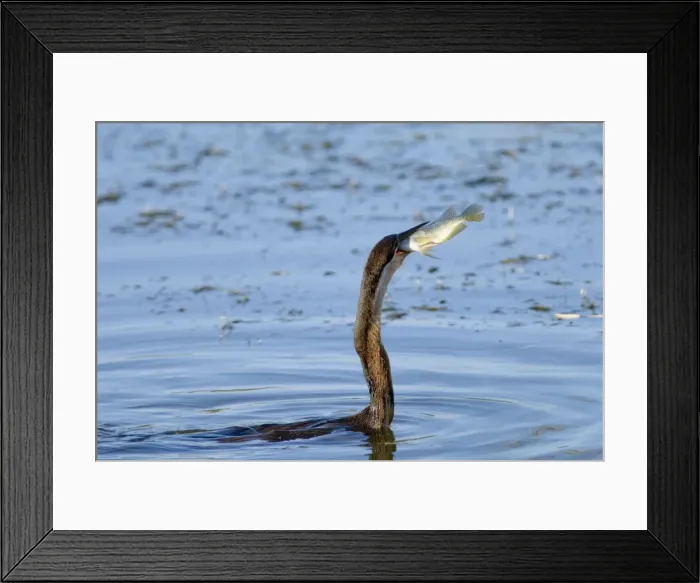 Framed Print : African Darter / Darter / Snakebird swallowing recently caught tilapia fish; body characteristically submerged. Andries Vosloo Kudu Reserve, nr. Grahamstown, Eastern Cape, South Africa Framed Print : African Darter / Darter / Snakebird swallowing recently caught tilapia fish; body characteristically submerged. Andries Vosloo Kudu Reserve, nr. Grahamstown, Eastern Cape, South Africa