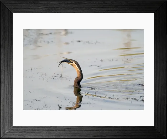 Framed Print : African Darter / Darter / Snakebird swallowing recently caught tilapia fish. Andries Vosloo Kudu Reserve, nr. Grahamstown, Eastern Cape, South Africa Framed Print : African Darter / Darter / Snakebird swallowing recently caught tilapia fish. Andries Vosloo Kudu Reserve, nr. Grahamstown, Eastern Cape, South Africa