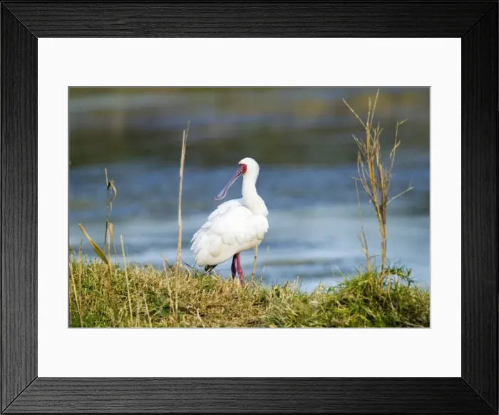 Framed Print : African Spoonbill. Andries Vosloo Kudu Reserve - nr Grahamstown - Eastern Cape - South Africa Framed Print : African Spoonbill. Andries Vosloo Kudu Reserve - nr Grahamstown - Eastern Cape - South Africa