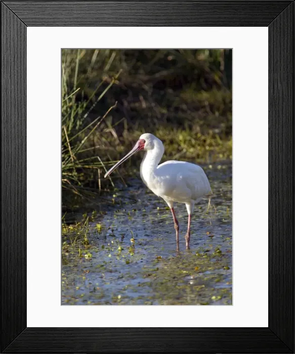 Framed Print : African Spoonbill. Andries Vosloo Kudu Reserve - nr Grahamstown - Eastern Cape - South Africa Framed Print : African Spoonbill. Andries Vosloo Kudu Reserve - nr Grahamstown - Eastern Cape - South Africa