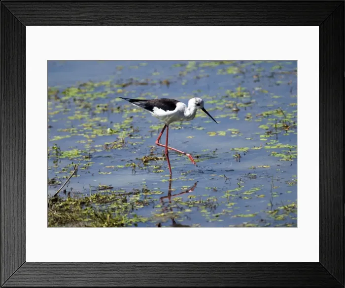 Framed Print : Black-winged Stilt foraging in shallows. Andries Vosloo Kudu Reserve, nr Grahamstown, South Africa Framed Print : Black-winged Stilt foraging in shallows. Andries Vosloo Kudu Reserve, nr Grahamstown, South Africa