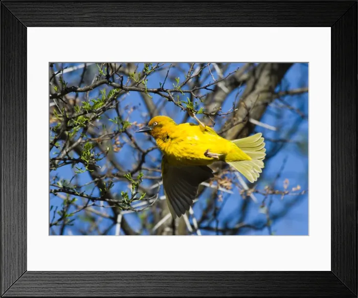 Framed Print : Cape Weaver displaying on branch. Mountain Zebra National Park, Eastern Cape, South Africa. Endemic to South Africa Framed Print : Cape Weaver displaying on branch. Mountain Zebra National Park, Eastern Cape, South Africa. Endemic to South Africa