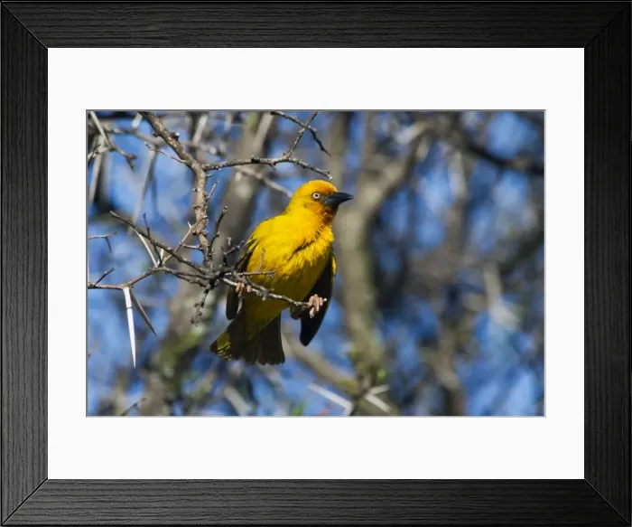 Framed Print : Cape Weaver. Mountain Zebra National Park, Eastern Cape, South Africa. Endemic to South Africa Framed Print : Cape Weaver. Mountain Zebra National Park, Eastern Cape, South Africa. Endemic to South Africa