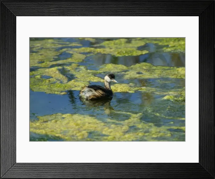 Framed Print : Black-necked Grebe. Andries Vosloo Kudu Reserve, nr Grahamstown, Eastern Cape, South Africa Framed Print : Black-necked Grebe. Andries Vosloo Kudu Reserve, nr Grahamstown, Eastern Cape, South Africa