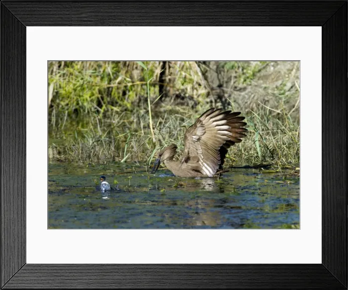 Framed Print : Hamerkop fishing. Andries Vosloo Kudu Reserve, nr Grahamstown, Eastern Cape, South Africa Framed Print : Hamerkop fishing. Andries Vosloo Kudu Reserve, nr Grahamstown, Eastern Cape, South Africa