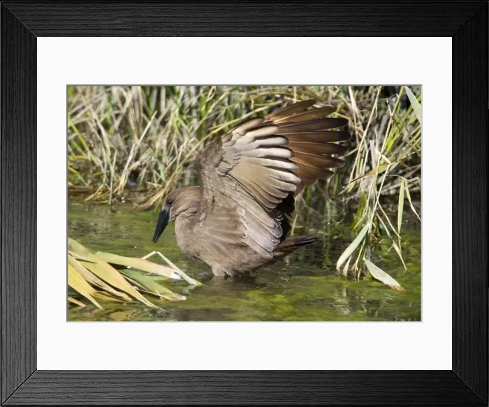 Framed Print : Hamerkop fishing. Andries Vosloo Kudu Reserve, nr Grahamstown, Eastern Cape, South Africa Framed Print : Hamerkop fishing. Andries Vosloo Kudu Reserve, nr Grahamstown, Eastern Cape, South Africa