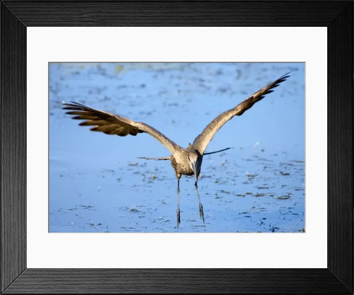 Framed Print : Hamerkop in flight. Andries Vosloo Kudu Reserve, nr Grahamstown, Eastern Cape, South Africa Framed Print : Hamerkop in flight. Andries Vosloo Kudu Reserve, nr Grahamstown, Eastern Cape, South Africa
