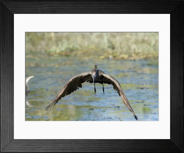 Framed Print : Hamerkop in flight. Andries Vosloo Kudu Reserve, nr Grahamstown, Eastern Cape, South Africa Framed Print : Hamerkop in flight. Andries Vosloo Kudu Reserve, nr Grahamstown, Eastern Cape, South Africa