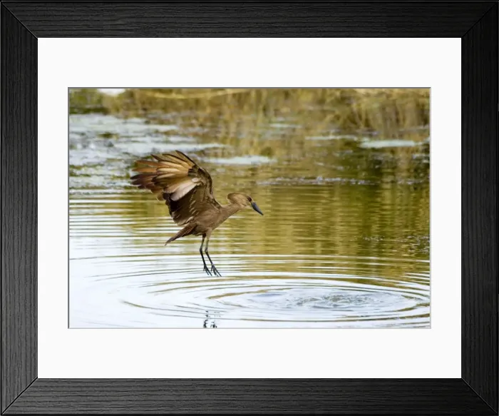 Framed Print : Hamerkop in flight. Andries Vosloo Kudu Reserve, nr Grahamstown, Eastern Cape, South Africa Framed Print : Hamerkop in flight. Andries Vosloo Kudu Reserve, nr Grahamstown, Eastern Cape, South Africa