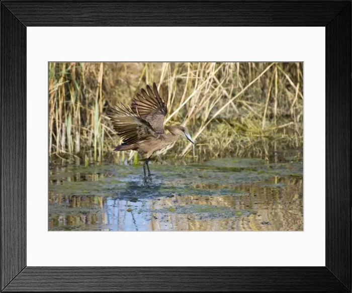 Framed Print : Hamerkop in flight. Andries Vosloo Kudu Reserve, nr Grahamstown, Eastern Cape, South Africa Framed Print : Hamerkop in flight. Andries Vosloo Kudu Reserve, nr Grahamstown, Eastern Cape, South Africa